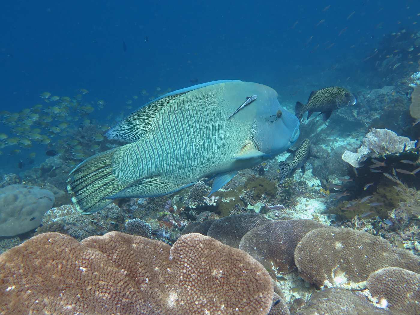 Ryba Napoleon na korálovém útesu.