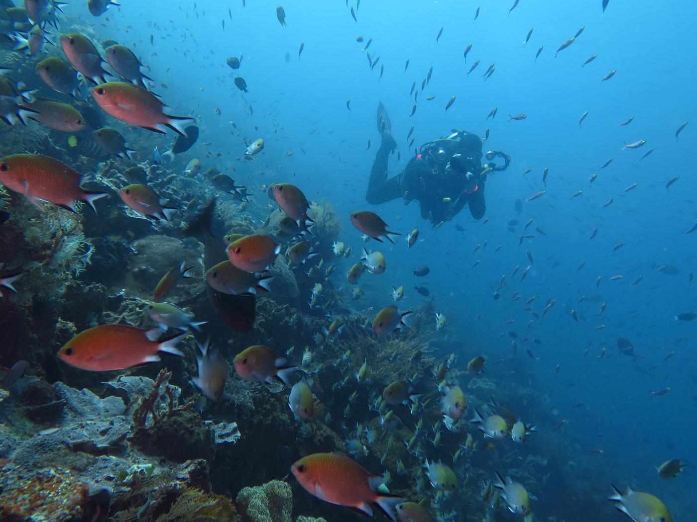 Hejno ryb na útesu v bezprostřední blízkosti. Snímek bez úpravy přímo z fotoaparátu.
