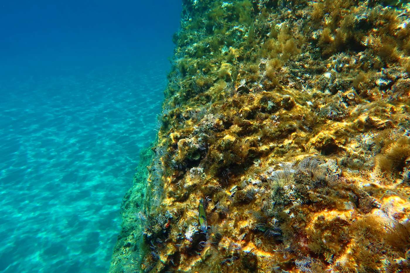 Rhodos - typická krajina pod vodou a ryba kněžík.