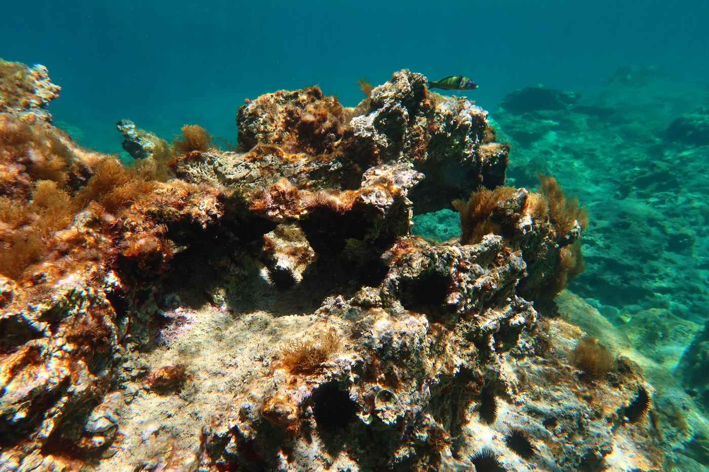 Řasy na kamenech v mělké vodě na Rhodosu, zde najdete většinou ráno nejvíc ryb.
