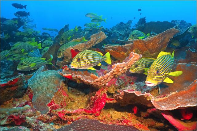 Ukázka míchání umělého a přirozeného světla, 2x Sola světlo 2500. Raja Ampat, Indonésie.