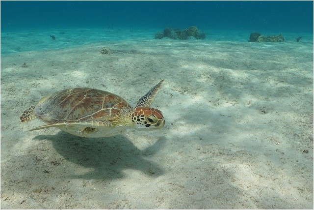 Želva, ostrov Bonaire v Karibiku. Canon Powershot G16